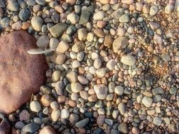 stone beach of the Baltic Sea