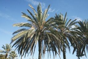 palm trees under the bright sun