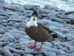Quacky Duck on stones on the beach close-up