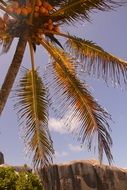 palm tree with coconuts close up
