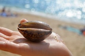 Big seashell on a hand