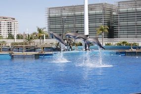 Picture of Dolphin Park in Valencia