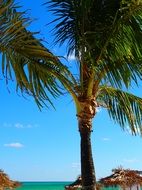 Picture of Palm Tree on a Tropical Beach