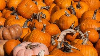 lots of yellow pumpkins for halloween