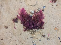 Seaweed on the sand on the beach