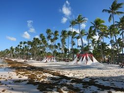 palm tree beach in Dominican Republic