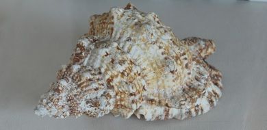 Picture of the Shell