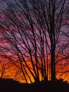 Silhouettes of the trees in the twilight