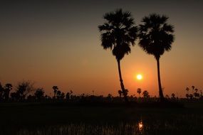 delightful Palm Silhouettes Sunset