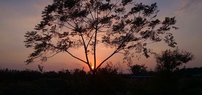 tree on pink sky background with the other plants silhouettes
