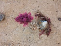 Colorful Seaweed on a beach