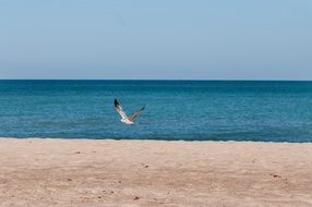 seagull over the beach on lake michigan