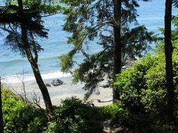 beach behind green trees