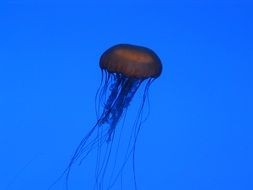 charming Jellyfish Aquarium
