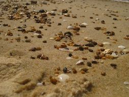 shells and Stones on sand