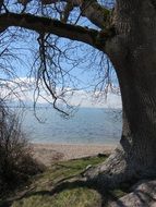 big tree by lake chiemsee