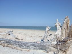 Picture of Driftwood on a sand beach