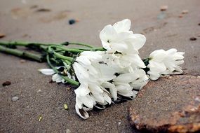 Beautiful white flowers on the wet ground