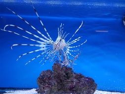 exotic lion fish in blue water in an aquarium