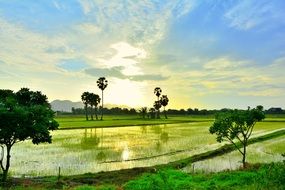 rice field panorama on sunrise background