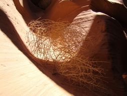 dry plant in the desert in Arizona