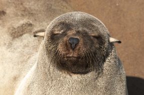 Seal Pelts Robbe Seal Cozy Sun