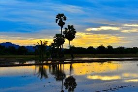 Sugar Palm Silhouettes