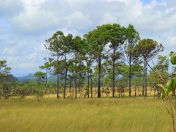 Central America Jungle