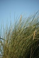 Marram grass on a beach