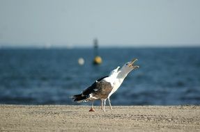 two Sea Gulls on Beach at Water
