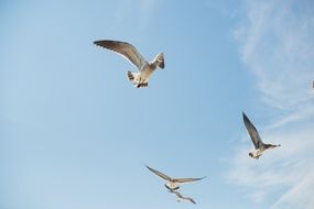 seagulls in a clear sky over the ocean