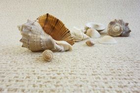 Oceanic Shells