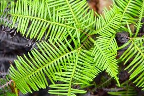 palm bright leaves close up