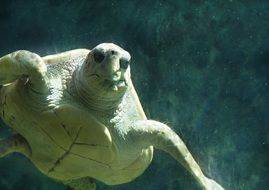 turtle in the underwater world