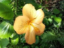 yellow hibiscus in drops of water close-up