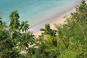 green plants on the beach near crystal clear water