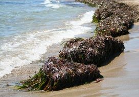 seaweed on the Mediterranean beach