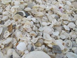 closeup photo of variety of shells at the water's edge