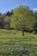 harmony of flowering tree and spring meado