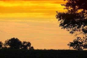 Sunset Trees Silhouette