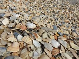 Seashells on the beach