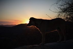 animal on a rock at sunset background