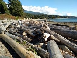 logging by the ocean