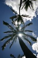 Palm Trees Hawaii