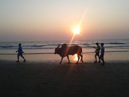 people with a bull on the beach during sunset