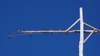 a flock of swallows resting on a wooden post