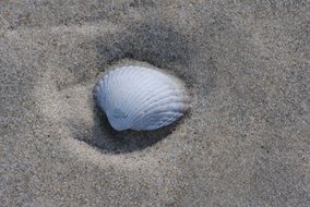 beautiful seashell in the sand on the beach