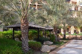 palm trees in the uae hotel