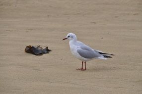 seagull on sandy coast