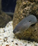 dangerous moray swam out of the hole